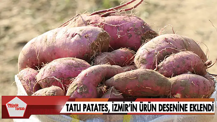 Tatlı Patates, İzmir'in ürün desenine eklendi