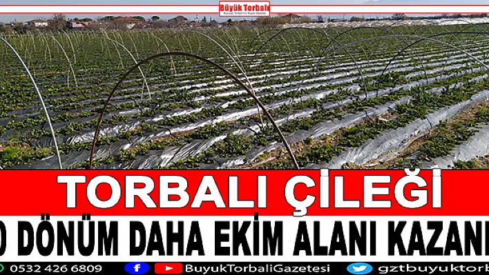 Torbalı çileği 50 dönüm ekim alanı kazandı