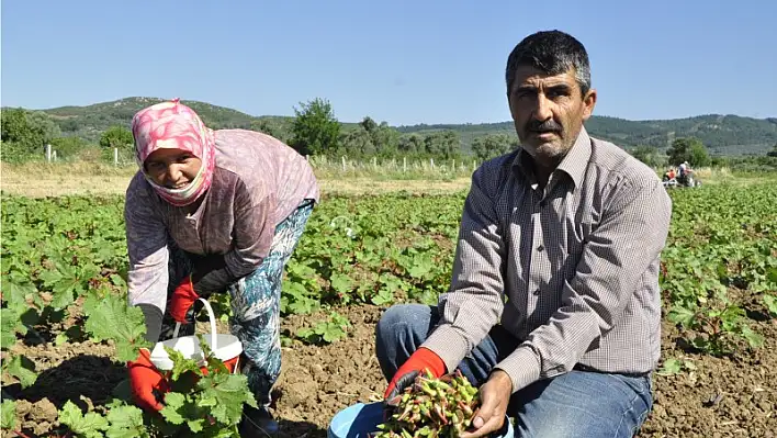 Torbalı ekonomisine 5.5 milyonluk bamya dopingi