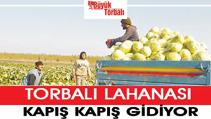 Torbalı lahanası kapış kapış gidiyor