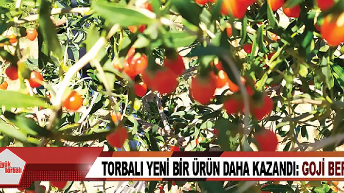 Torbalı yeni bir ürün daha kazandı: GOJİ BERRY