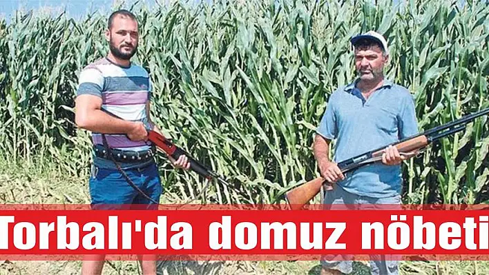 Torbalı’da domuz nöbeti