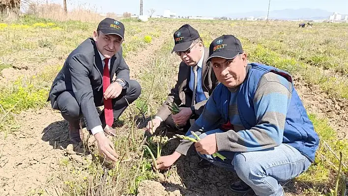 Torbalı'da kuşkonmaz hasadı başladı