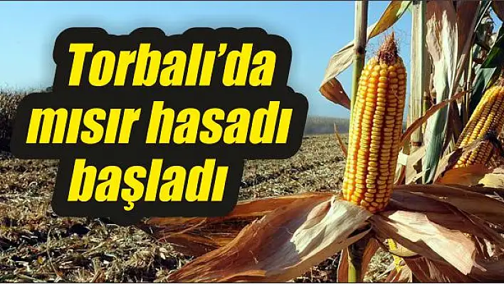 Torbalı'da mısır hasadı başladı