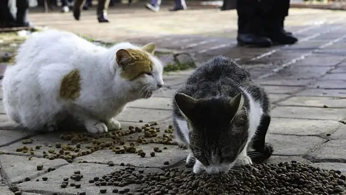 Torbalı'da sokak kedi sayısı arttı