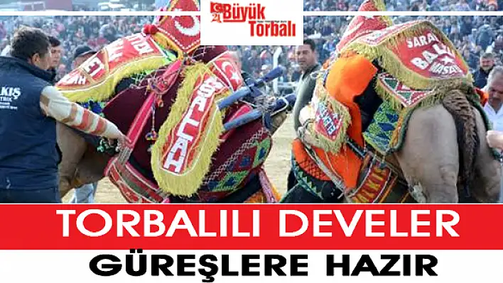 Torbalılı develer güreşe hazır