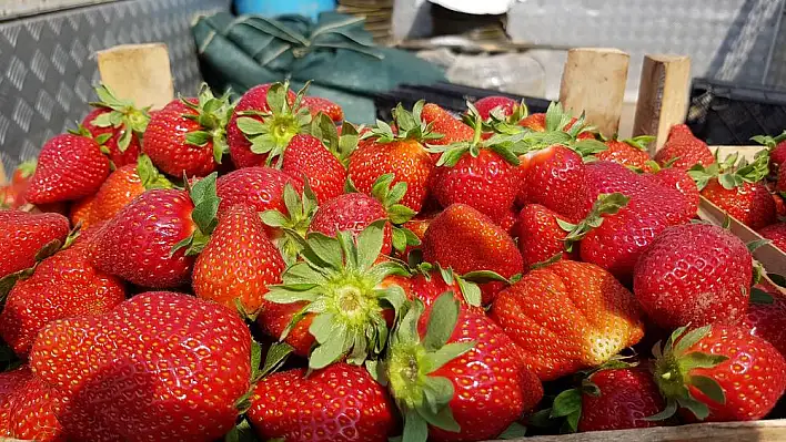 TORBALI’NIN ÇİLEĞİ DÜNYAYA İHRAÇ EDİLİYOR