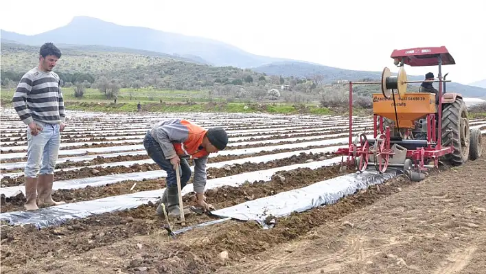 Umut, tavuk gübresinde