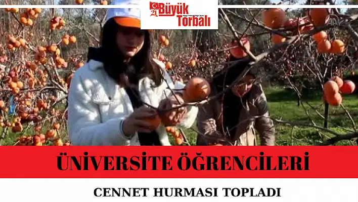 Üniversite öğrencileri cennet hurması topladı