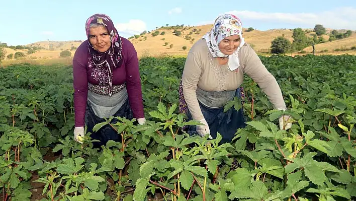 Üretici değil aracı kazanıyor