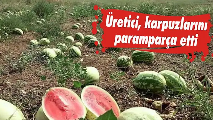 Üretici, karpuzlarını paramparça etti