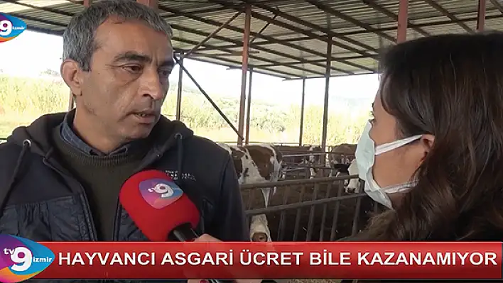 VİDEO HABER – Hayvancı asgari ücret bile kazanamıyor