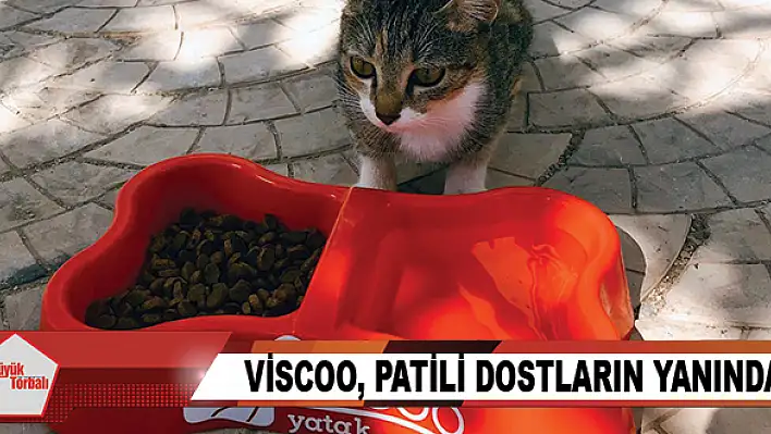 Viscoo, patili dostların yanında