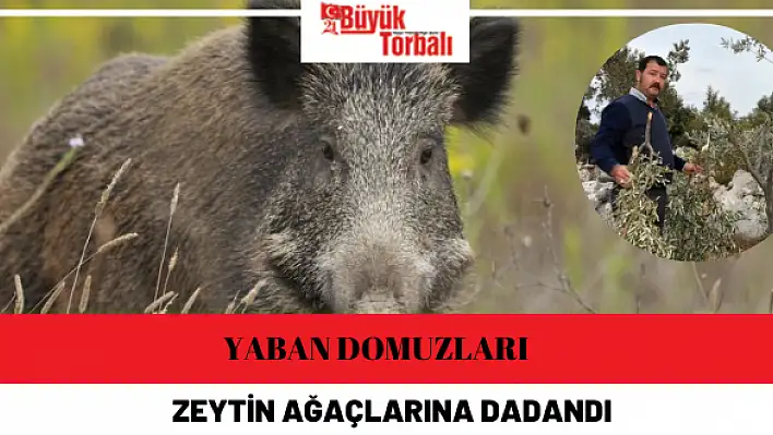 Yaban domuzları zeytin ağaçlarına dadandı