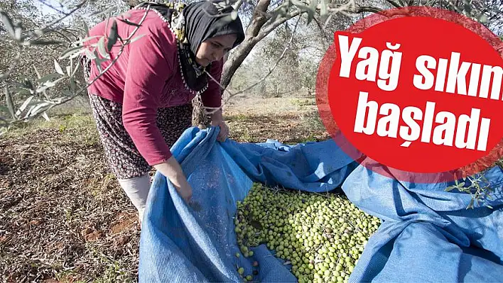 Yağ sıkımı başladı