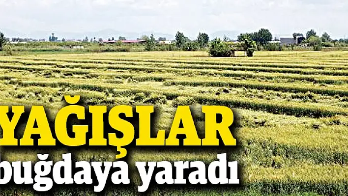 Yağışlar buğdaya yaradı