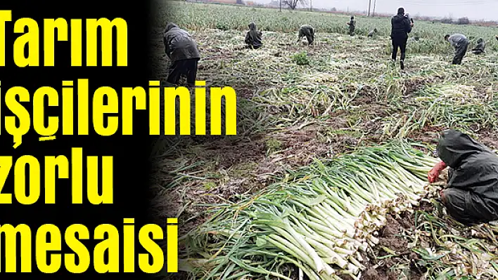 Yağmur altında pırasa hasadı