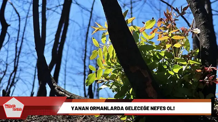 Yanan ormanlarda geleceğe nefes ol!