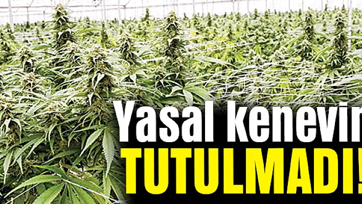 Yasal kenevir tutulmadı!