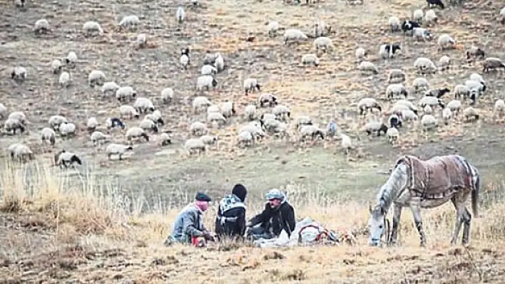 Yayla yasağı kalkacak 'et fiyatları' düşecek