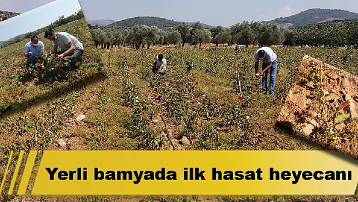 Yerli bamyada ilk hasat heyecanı