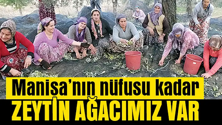 Zeytin cenneti Torbalı