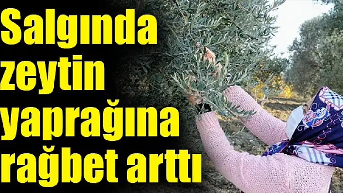 “ZEYTİN YAPRAĞINA TALEP ARTTI”