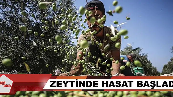 Zeytinde hasat başladı