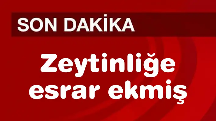 Zeytinliğe esrar ekmiş