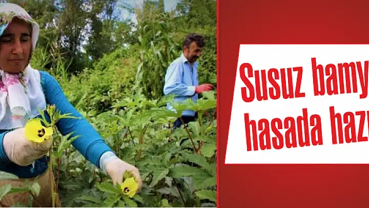 Susuz yetişen bamyanın kurusu çok kıymetli