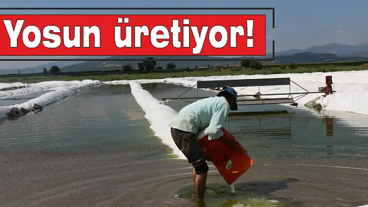 TÜRKİYE'DE BİR İLK: YOSUN İHRACATI!