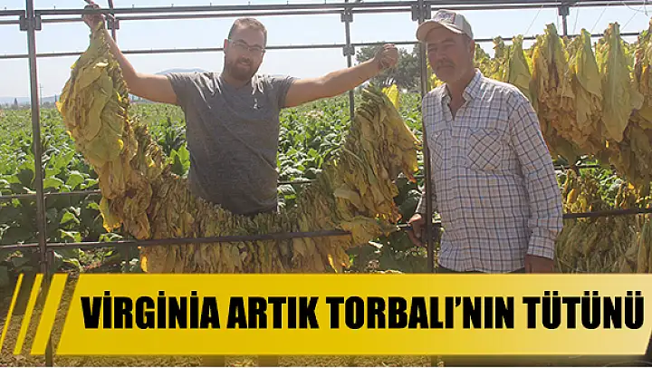 Virginia artık Torbalı’nın tütünü