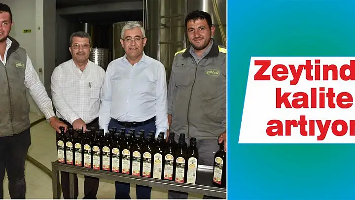Zeytinde kalite artıyor